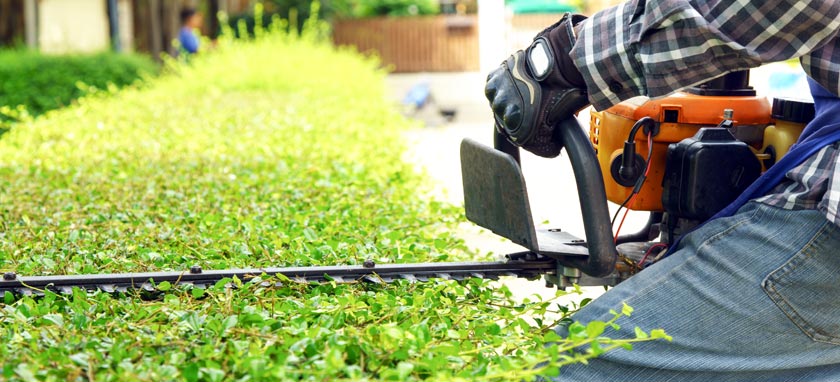 trimming a hedge