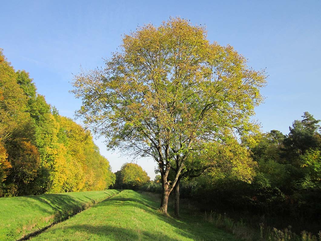 ash tree on its own