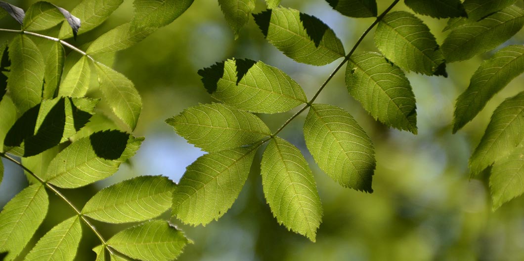 close up leaves of the ash tree