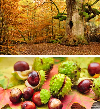 autumn forest and conkers