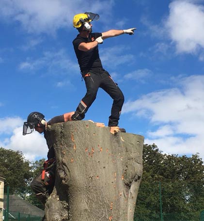 tree surgeon on top of  what is left of a beech tree