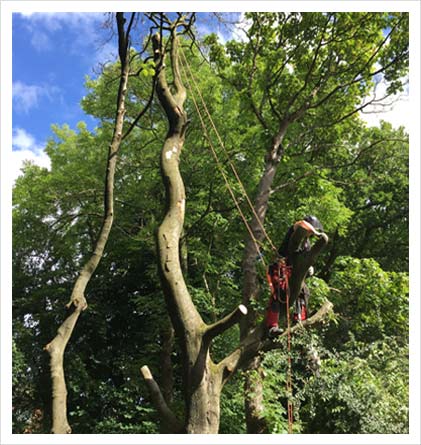 beech tree dismantling livingston