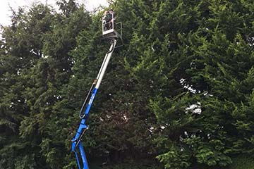 tree services being carried on tall conifers through a crane