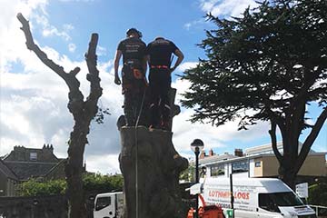 2 tree surgeons standing on tree stump