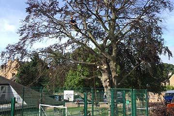 tree work near a five a side pitch