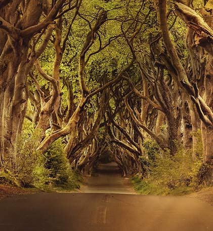 dark hedges from game of thrones