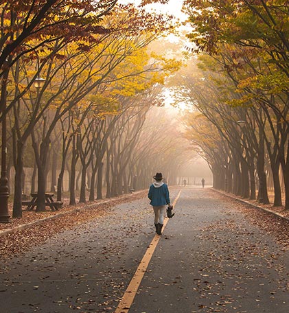 autumn trees lining a road with a person walking down the middle