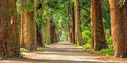 an avenue of mature trees