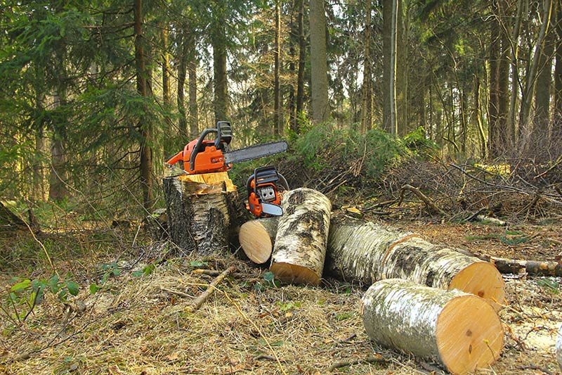 chopped trees cut down in sections by a chainsaw