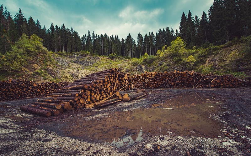 deforestation - tree logs in piles after being cut down