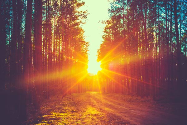 Sun streaming through the trees