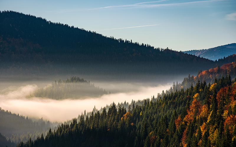 healthy forest with a valley in the mist