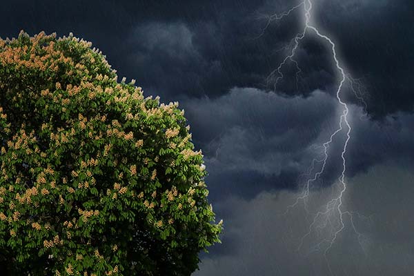 horse chestnut tree in a lighting storm