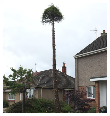 pine tree removal currie