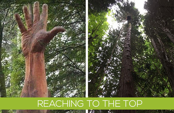 tree carving of a hand and looking up to the top of a tree from down below