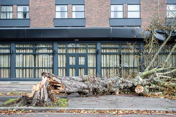 tree has fallen over due to a storm