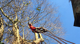 tree surgeon hanging upside down in a tree