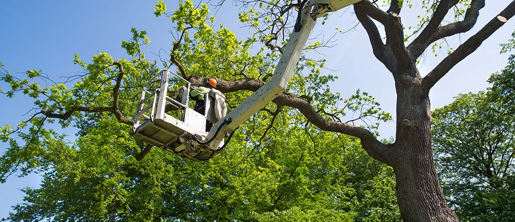 tree reduction up a crane