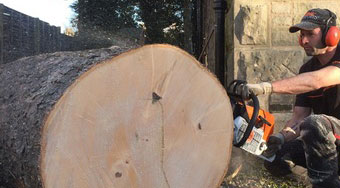 tree surgeon with a chainsaw sectioning a large tree stump