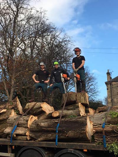 tree felling team