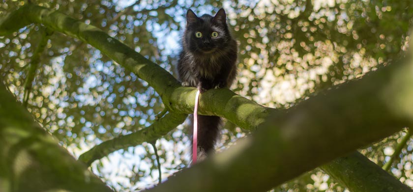 cat stuck in a tree