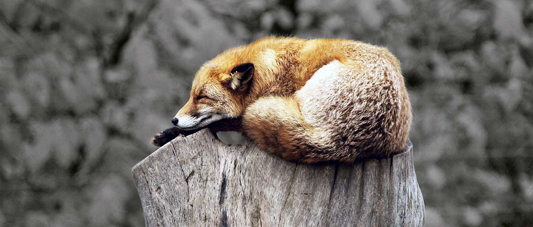 fox sleeping on a tree stump