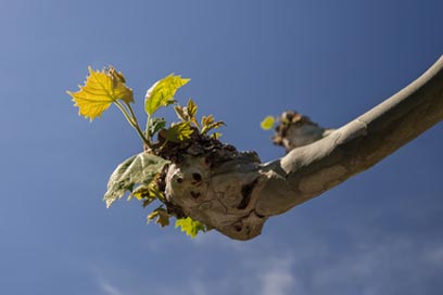 new buds growing after tree pollarding