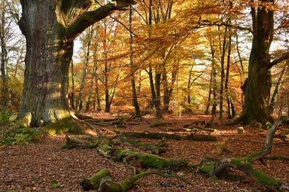 tree area of importance